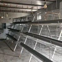 قفس منبری مرغ