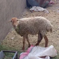 بره نر و ماده