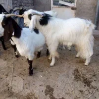 بز.نر...|حیوانات مزرعه|قوچان, |دیوار