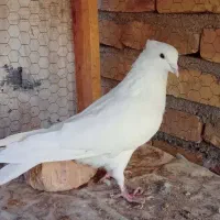 نر سفید کاکلی شمرونی