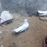 کبوتر