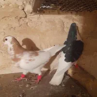 کبوتر|پرنده|گلبهار, شهر جدید گلبهار|دیوار