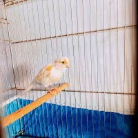 معاوضه قناری ماده با نر