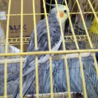 قیمت مقطوع