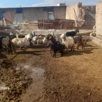 بزغاله|حیوانات|تاکستان, |دیوار