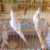 عروس هلندی آلبینو