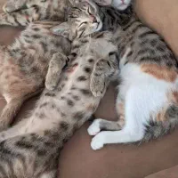 واگذاری رایگان