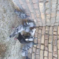 کفتر|پرنده|بیرجند, |دیوار