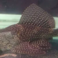 ماهی لجنخوار