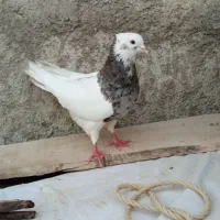 طوقی هفت رنگ