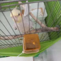 عروس هلندی نر