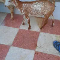 گیسه صلاله