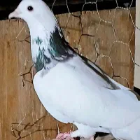 کبوتر ابلغ تیکه پاره