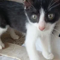بچه گربه