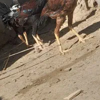 خروس لاری|حیوانات مزرعه|هامون, |دیوار