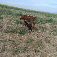 دو راس بز جوان با بزغاله نر