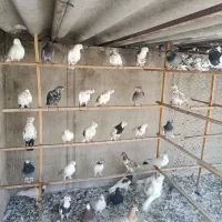 تعدادی کبوتر اصیل|پرنده|تهران, گمرک|دیوار