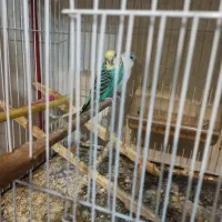 مرغ عشق اصل انگلیسی|پرنده|تهران, سازمان برنامه جنوبی|دیوار