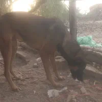 جفت مالینیوز