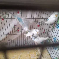 ۴ عدد مرغ عشق سالم مادر به همراه سه جوجه|پرنده|ری, هاشمآباد|دیوار