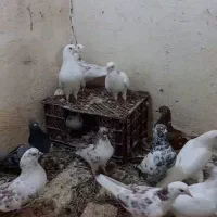 کفتر پرشی|پرنده|سلماس, |دیوار