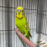 مرغ عشق انگلیسی مولد