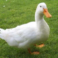 دوعدد جوجه واردک 4ماهه
