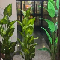 درختچه های داخل آگهی از ۱۳۰۰‌ تا ۲۵۰۰
