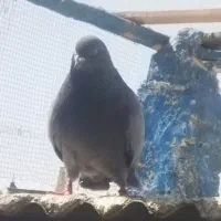 کبوتر پلاکی و پرشی|پرنده|هشتگرد, گلسار|دیوار