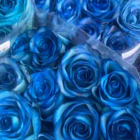 تخفیف ویژه آلستر هر بسته ۲۵۰ رز هلندی ۲۰شاخه ۶۰۰