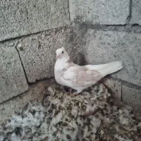 کبوتر جوجه|پرنده|ماکو, |دیوار