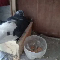 جفت کفتر معاوضه با پرنده‌ بلدرچین