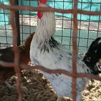 فروش خروس