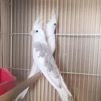 پرنده عروس هلندی