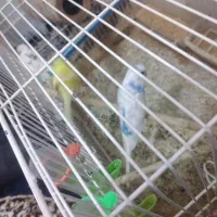 مرغ عشق|پرنده|گرگان, |دیوار