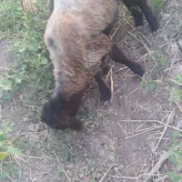 بره نر