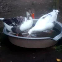 ۳عدد غازگوشتی بزرگ
