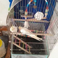 یک جفت عروس هلندی قیمت توافقی|پرنده|ساوه, |دیوار