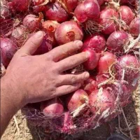 بذر پیاز قرمز تبریزی روز بلند  دستگیر