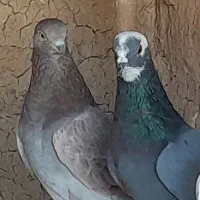 طوقی و تهرانی معاوضه (سهره )|پرنده|کرمانشاه, |دیوار