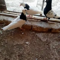 کبوتر. سینه ای و طوقی