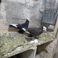 دوعد پاپر عالی