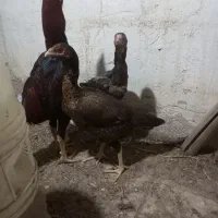 تخم لاری|حیوانات مزرعه|نجف‌آباد, یزدانشهر|دیوار