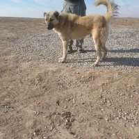 سگ‌ سرابی واگذاری ذات قدیم سفت نگهبان