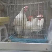 خروس جوان سفید