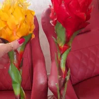 گل و گلدان|گل مصنوعی|تهران, نیلوفر|دیوار