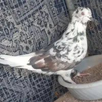 کفتر|پرنده|میبد, |دیوار