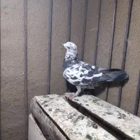 کبوتر معاوضه
