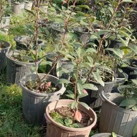 فوتونیا|گل و گیاه طبیعی|کلاچای, |دیوار