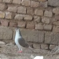 کبوتر ساده|حیوانات|زابل, |دیوار
